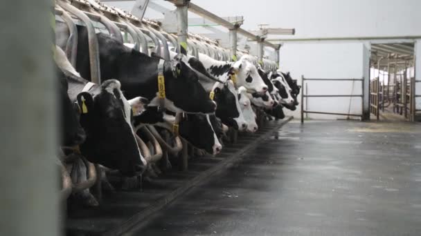 Αγελάδες Στο Εργοστάσιο Παραγωγής Γάλακτος Ένας Εργάτης Εργοστασίου Ξεκινά Διαδικασία — Αρχείο Βίντεο