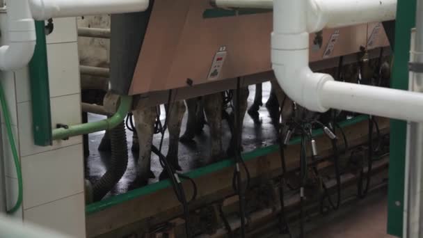 Kor Mjölkfabriken Fabriksarbetare Börjar Mjölka Kor Maskin Automatiserad Utrustning För — Stockvideo