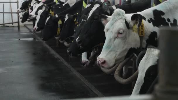 Cows Milk Production Factory Factory Worker Starts Process Milking Cows — Vídeo de stock