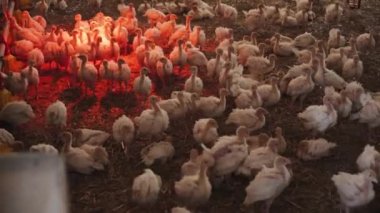 Kuş Çiftliği Yetiştirme, Doğal Tüy Yetiştirme ve Et Üretimi İçin Kümes Hayvanları Sürüsü Kafesteki Küçük Hindi Hareketleri. Tarım İşletmesi Olarak Organik Gıda Sanayii, Fowl Husbandry