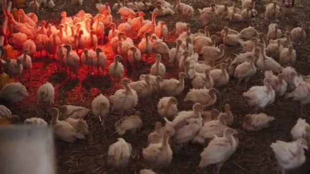 Flock Många Små Kalkoner Flyttar Bur Fågelgård Uppfödning Odling Naturliga — Stockvideo