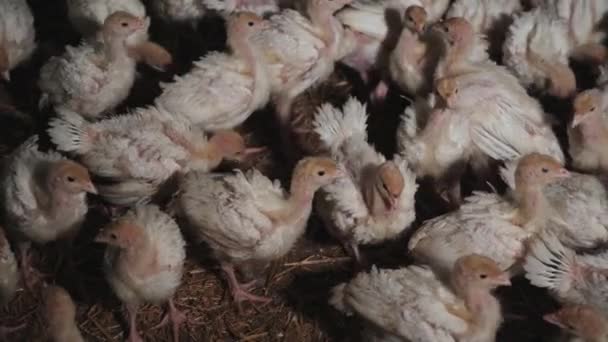 Стадо Многих Маленьких Индюшек Перемещается Клетке Птицеводческой Ферме Выращивание Натуральной — стоковое видео
