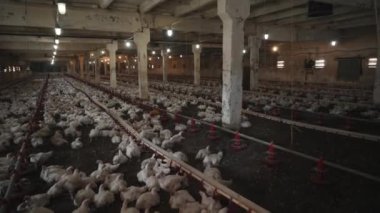 Bir sürü tavuğu olan büyük bir çiftlik. Izgara üretimi için modern kümes hayvanları çiftliği. Komik şişman piliçler ahırda koşar. Tavuk endüstrisi.