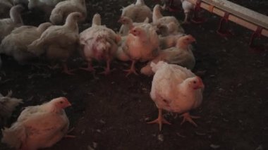 Bir sürü tavuğu olan büyük bir çiftlik. Izgara üretimi için modern kümes hayvanları çiftliği. Komik şişman piliçler ahırda koşar. Tavuk endüstrisi.