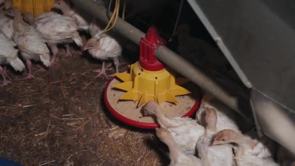 Flock Many Little Turkeys Moves Cage Birds Farm Breeding Growing — Stock Video