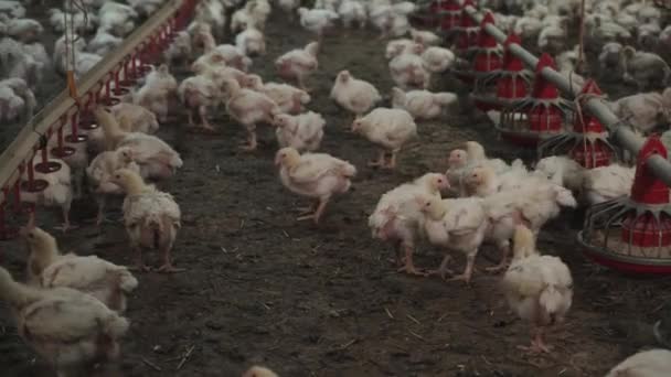 有许多小鸡的大农场 用于肉鸡生产的现代化家禽饲养场 有趣的胖小鸡在谷仓里奔跑 — 图库视频影像