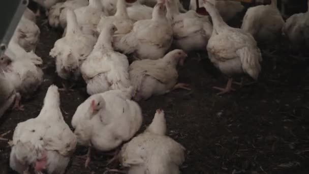 たくさんの鶏がいる大きな農場 ブロイラー生産のための現代家禽農場 おかしな脂肪のひよこは納屋で走っています チキン — ストック動画