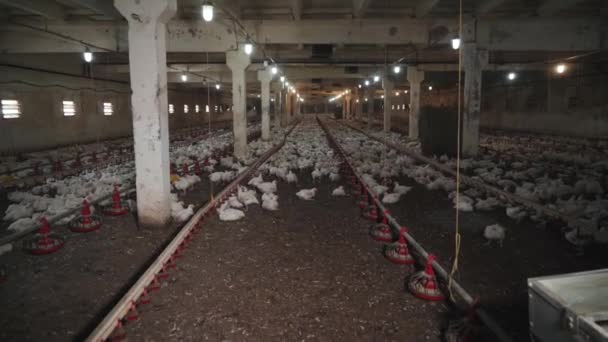 Duża Farma Wieloma Kurczakami Nowoczesna Ferma Drobiu Produkcji Brojlerów Śmieszne — Wideo stockowe