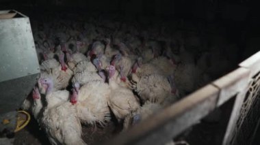 Kuş Çiftliği Yetiştirme, Doğal Tüy Yetiştirme ve Et Üretimi İçin Kümes Hayvanları Sürüsü Kafes Taşındı. Tarım İşletmesi Olarak Organik Gıda Sanayii, Fowl Husbandry