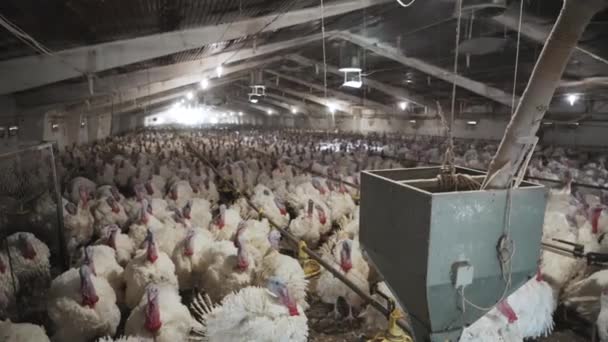 Hejno Krůt Pohybuje Kleci Farmě Chovem Ptáků Pěstování Přírodního Drůbeže — Stock video