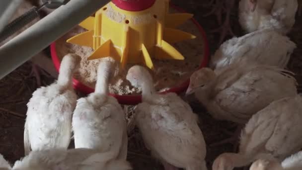Gregge Molti Piccoli Tacchini Muove Gabbia Birds Farm Allevamento Coltivazione — Video Stock