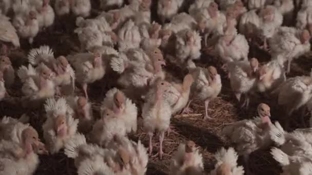 Flock Many Little Turkeys Moves Cage Birds Farm Breeding Growing — Stock Video