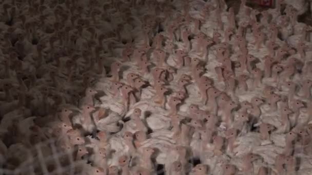 Flock Många Små Kalkoner Flyttar Bur Fågelgård Uppfödning Odling Naturliga — Stockvideo