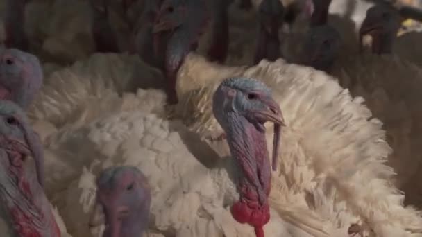 Flock Many Turkeys Flyttar Bur Fågeluppfödning Odling Naturliga Fjäderfä För — Stockvideo