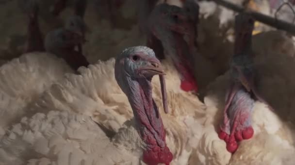 Flock Many Turkeys Flyttar Bur Fågeluppfödning Odling Naturliga Fjäderfä För — Stockvideo