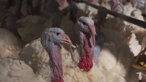 Gregge Molti Tacchini Muove Gabbia Birds Farm Allevamento Coltivazione Pollame — Video Stock