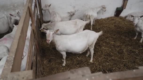 Animaux Mignons Chèvres Mangeant Dans Écurie Ferme Agriculture Écologie Exploitation — Video
