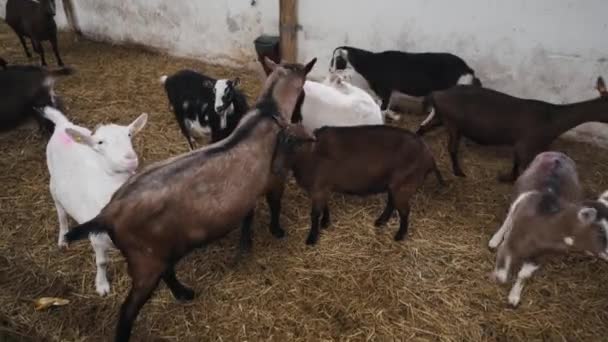可爱的动物山羊在农场的马厩里吃 农业和生态 山羊农场 — 图库视频影像
