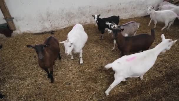 Roztomilá Zvířata Kozy Jedí Farmě Stáje Zemědělství Ekologie Kozí Farma — Stock video