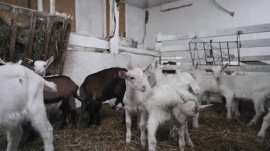 Çiftlik ahırında yemek yiyen sevimli küçük keçiler. Tarım ve ekoloji. Keçi çiftliği.