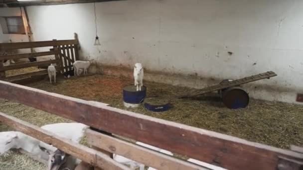 Cabras Pequeñas Lindas Comiendo Establo Granja Agricultura Ecología Granja Caprina — Vídeo de stock