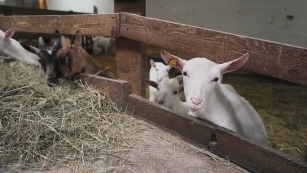 Cabras Pequeñas Lindas Comiendo Establo Granja Agricultura Ecología Granja Caprina — Vídeos de Stock