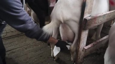 Keçi çiftliği. Keçiler Otomatik Süt Sağmaya Hazırlanıyor. Ahır 'da Süt Keçileri