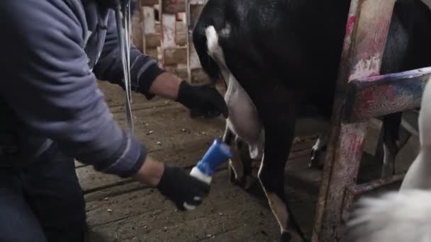 Keçi Çiftliği Keçiler Otomatik Süt Sağmaya Hazırlanıyor Ahır Süt Keçileri — Stok video