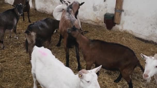 可爱的动物山羊在农场的马厩里吃 农业和生态 山羊农场 — 图库视频影像