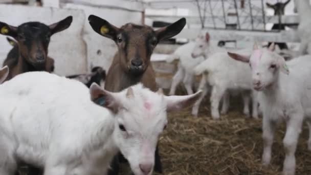 小さなヤギが農場で安定して食べています 農業と生態系について ゴートファーム — ストック動画