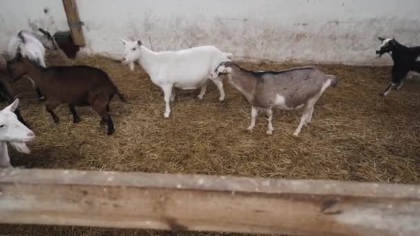 Χαριτωμένες Κατσίκες Που Τρώνε Στο Στάβλο Γεωργία Και Οικολογία Κτηνοτροφία — Αρχείο Βίντεο