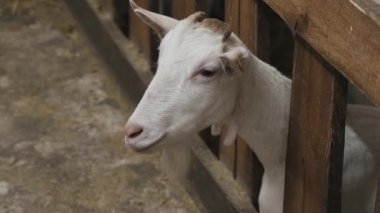 Çiftlik ahırında keçi yiyen sevimli hayvanlar. Tarım ve ekoloji. Keçi çiftliği.