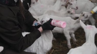 Çiftlik ahırında yemek yiyen sevimli küçük keçiler. Tarım ve ekoloji. Keçi çiftliği.