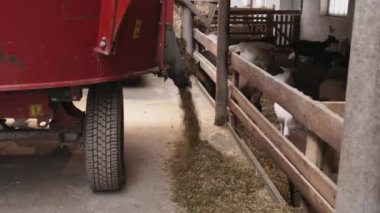 Traktör keçilere tarım ve ekoloji için yem atıyor. Keçi çiftliği.