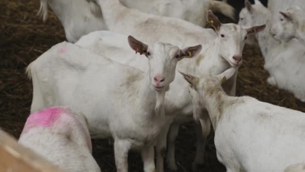 Niedliche Tiere Ziegen Essen Der Farm Stall Landwirtschaft Und Ökologie — Stockvideo