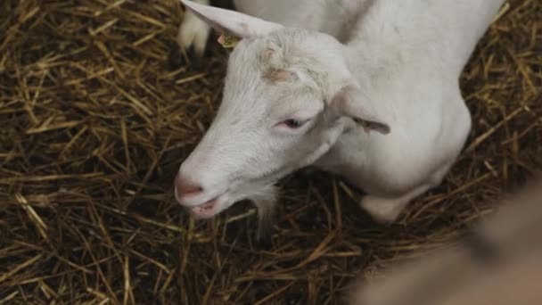 Çiftlik Ahırında Keçi Yiyen Sevimli Hayvanlar Tarım Ekoloji Keçi Çiftliği — Stok video