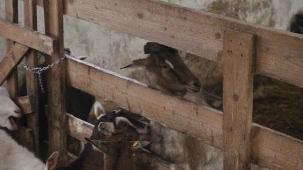 Niedliche Tiere Ziegen Essen Der Farm Stall Landwirtschaft Und Ökologie — Stockvideo