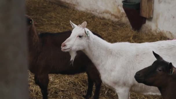 Bonitos Animais Cabras Comendo Estábulo Fazenda Agricultura Ecologia Exploração Cabras — Vídeo de Stock
