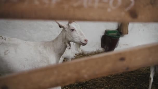 Çiftlik Ahırında Keçi Yiyen Sevimli Hayvanlar Tarım Ekoloji Keçi Çiftliği — Stok video