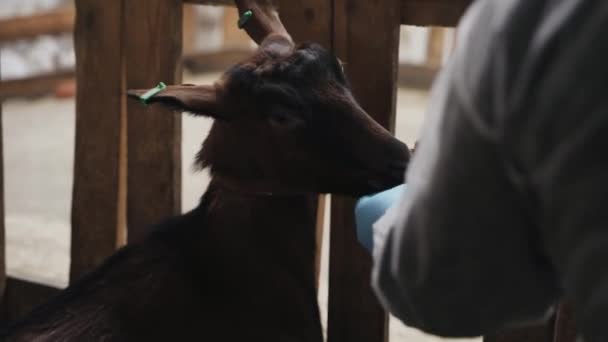 Man Feeds Goat His Hands — Stock Video