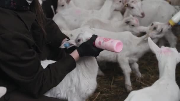 可爱的小山羊在农场的马厩里吃 农业和生态 山羊农场 — 图库视频影像
