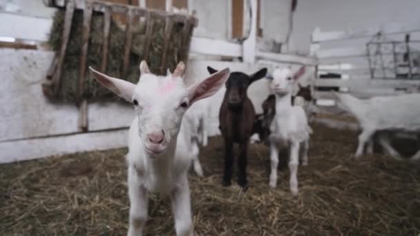 Pequenas Cabras Giras Comendo Estábulo Fazenda Agricultura Ecologia Exploração Cabras — Vídeo de Stock