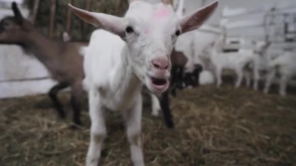 Çiftlik Ahırında Yemek Yiyen Sevimli Küçük Keçiler Tarım Ekoloji Keçi — Stok video