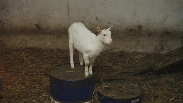 かわいい動物が農場でヤギを飼っている 農業と生態系について ゴートファーム — ストック動画