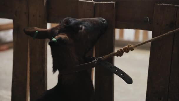 Man Feed Goat His Hands — стоковое видео
