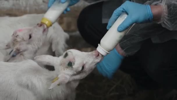 Çiftlik Ahırında Yemek Yiyen Sevimli Küçük Keçiler Tarım Ekoloji Keçi — Stok video