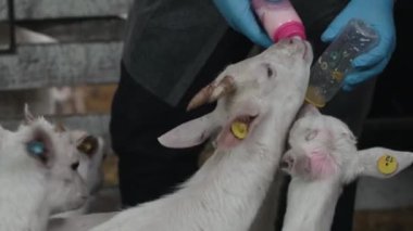 Çiftlik ahırında keçi yiyen sevimli hayvanlar. Tarım ve ekoloji. Keçi çiftliği.