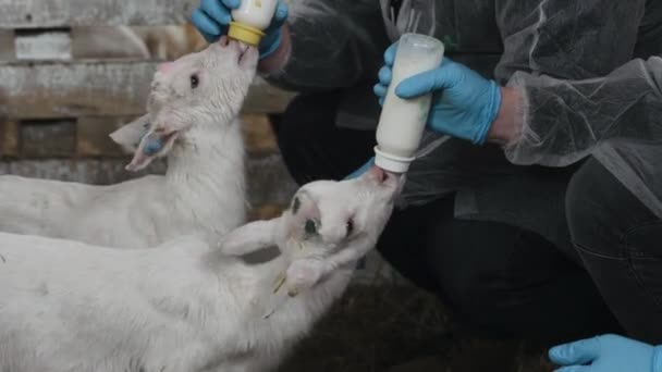 Animales Lindos Cabras Comiendo Establo Granja Agricultura Ecología Granja Caprina — Vídeos de Stock