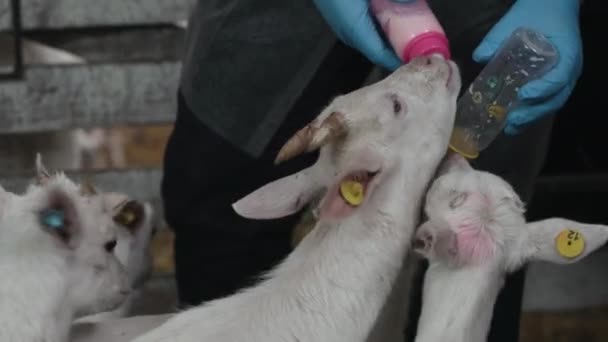 Animales Lindos Cabras Comiendo Establo Granja Agricultura Ecología Granja Caprina — Vídeo de stock