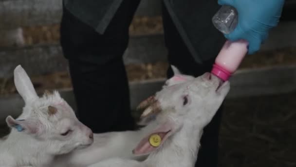Animaux Mignons Chèvres Mangeant Dans Écurie Ferme Agriculture Écologie Exploitation — Video